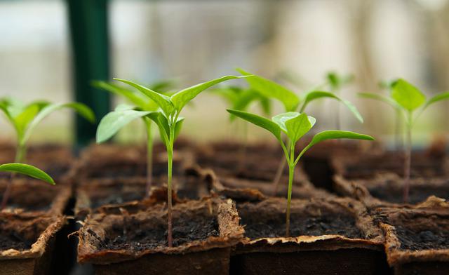 Box cadeau plante et jardinage : Les meilleures box de plantes en 2022
